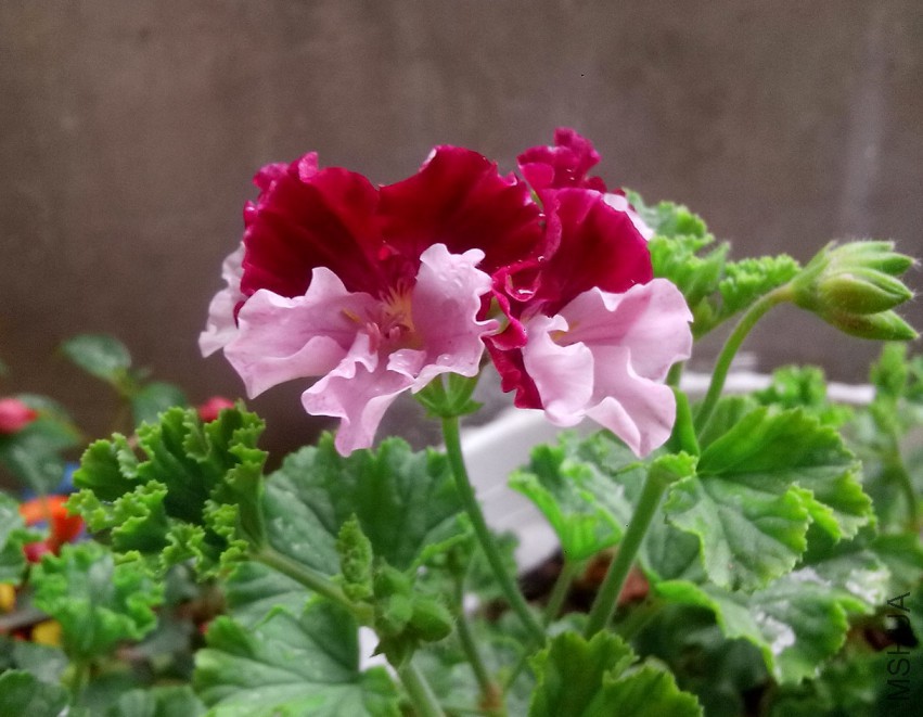 ��Ƭ_20150502_080436.jpg