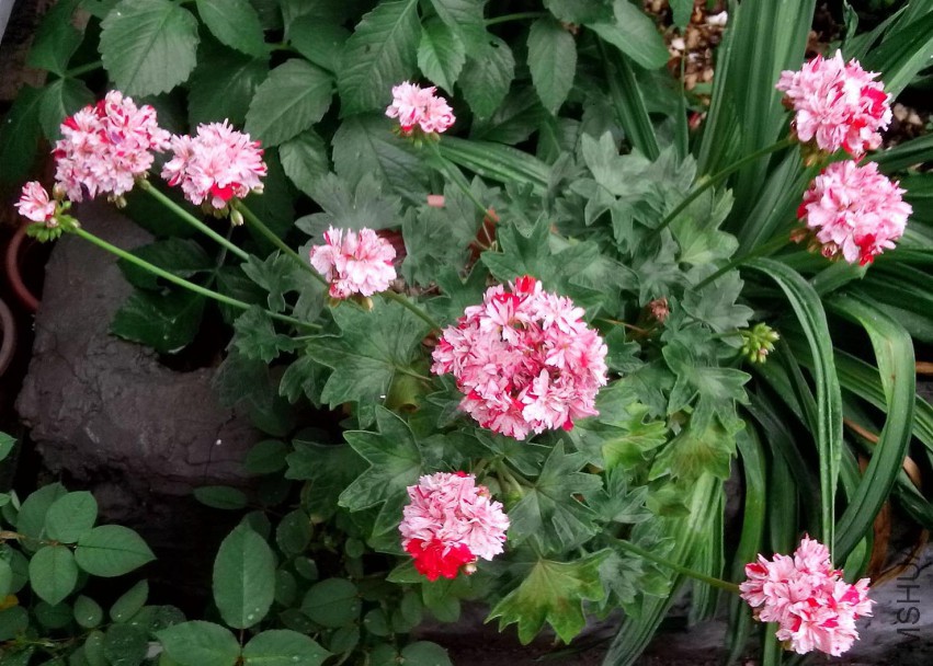 ��Ƭ_20150502_081516.jpg