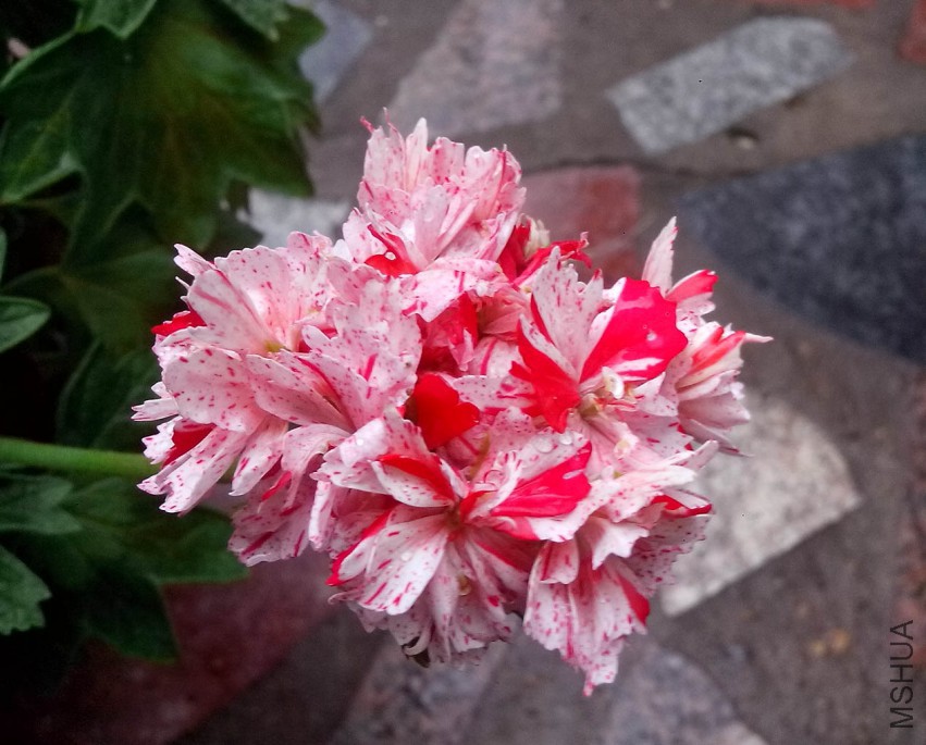 ��Ƭ_20150502_101439.jpg