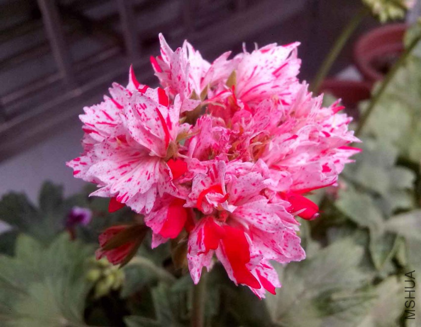 ��Ƭ_20150424_082449.jpg