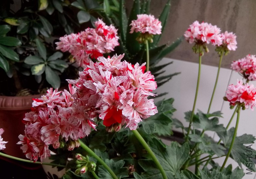 ��Ƭ_20150505_132547.jpg