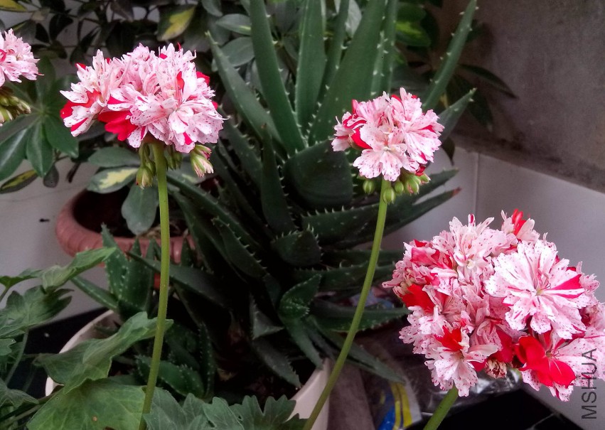 ��Ƭ_20150505_132523.jpg