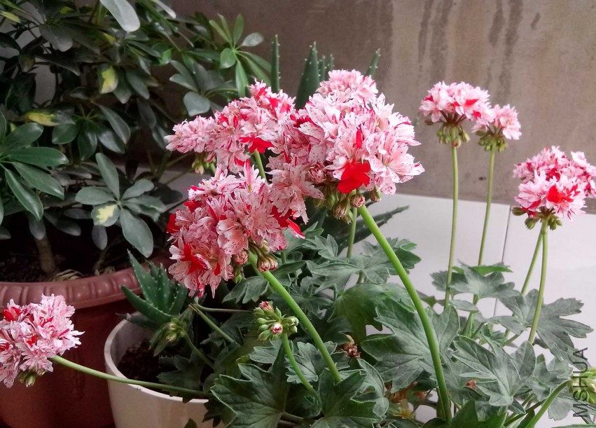 ��Ƭ_20150505_132536.jpg