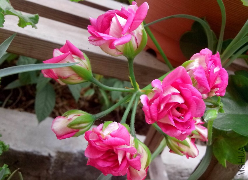 ��Ƭ_20150503_083550.jpg