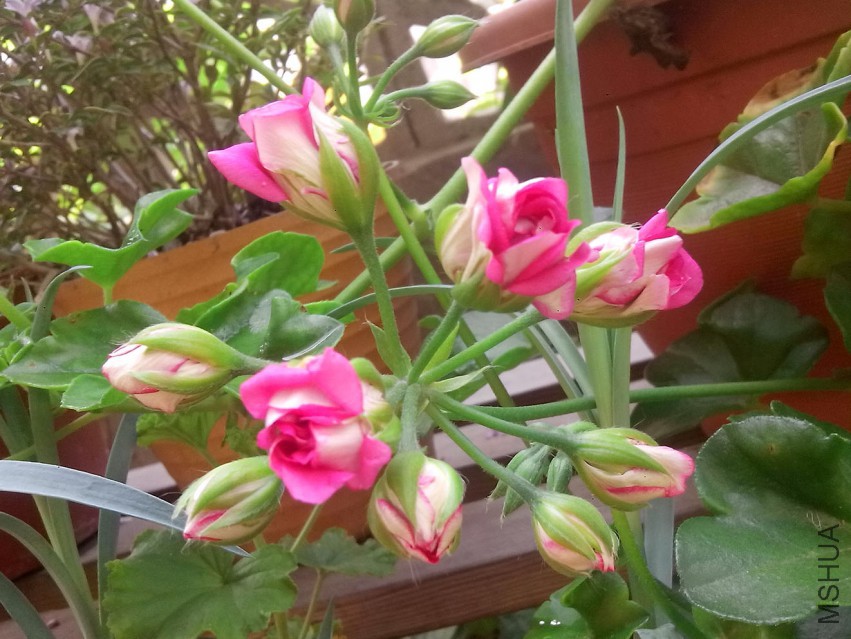 ��Ƭ_20150429_083400.jpg