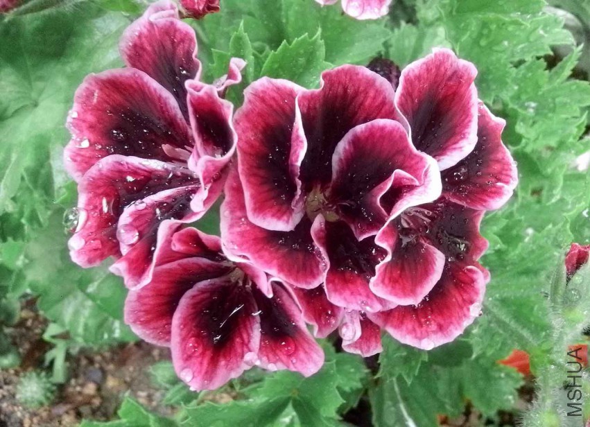 ��Ƭ_20150502_081203.jpg
