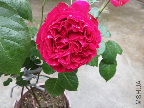 IMG_20150504_113325.jpg