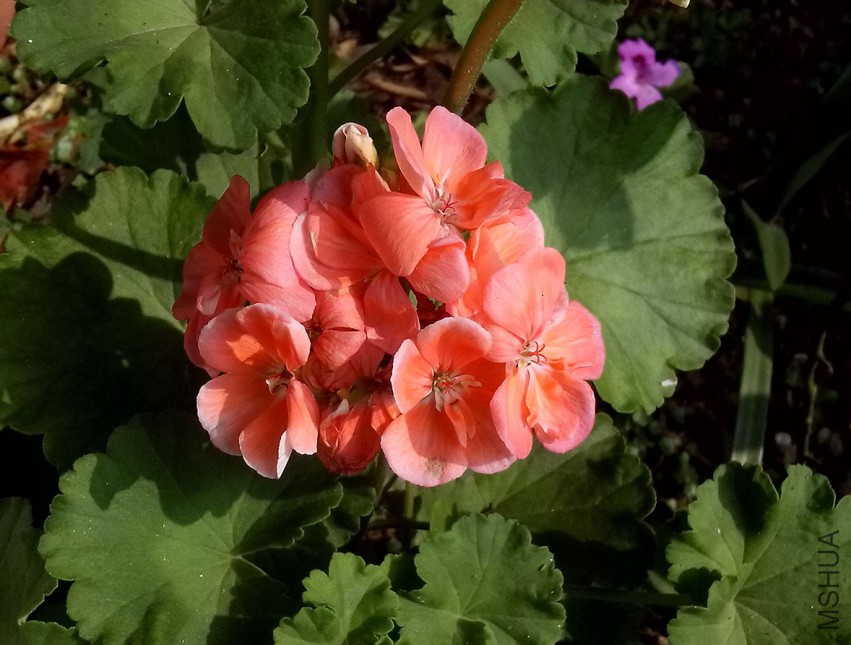 ��Ƭ_20150503_083124.jpg