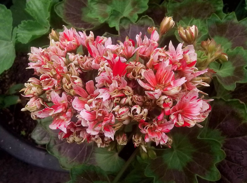 ��Ƭ_20150427_091356.jpg