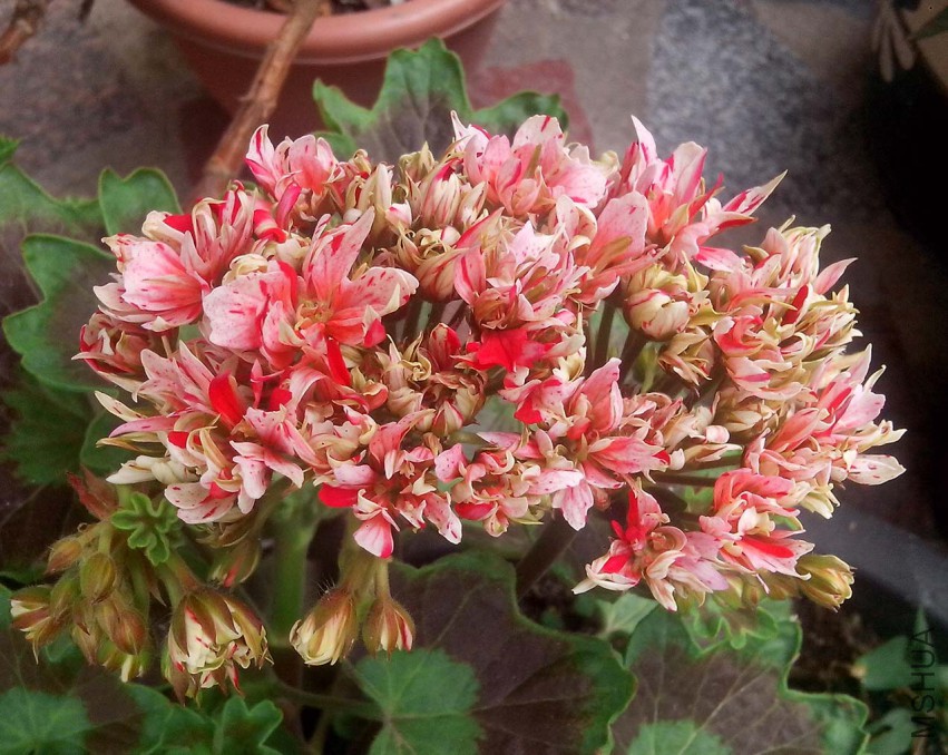 ��Ƭ_20150427_091404.jpg