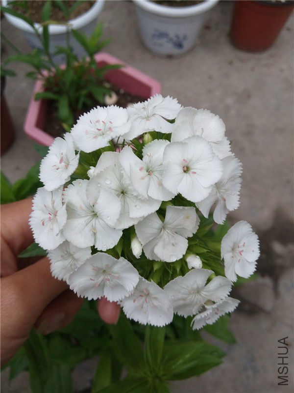 IMG20150504173953.jpg