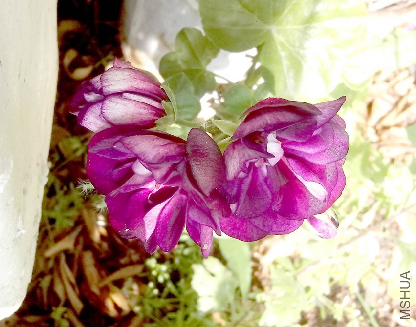 ��Ƭ_20150503_083218.jpg