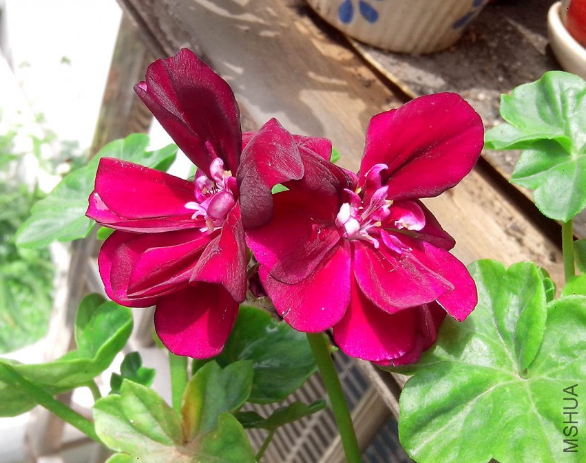 ��Ƭ_20150330_125213.jpg