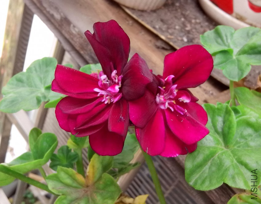 ��Ƭ_20150331_101547.jpg