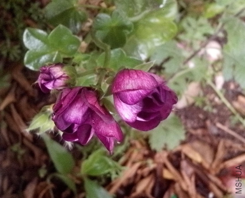 ��Ƭ_20150502_081257.jpg
