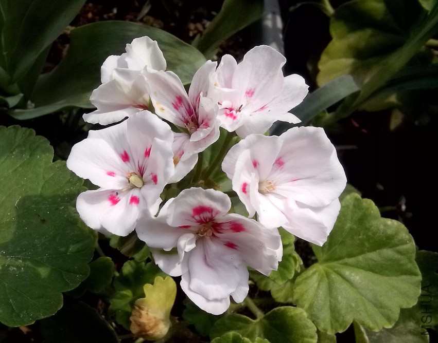 ��Ƭ_20150410_135923.jpg