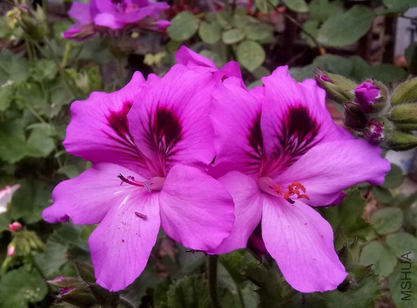 ��Ƭ_20150424_082108.jpg