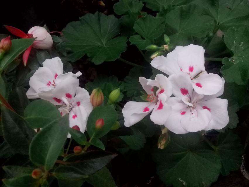 ��Ƭ_20150427_091306.jpg