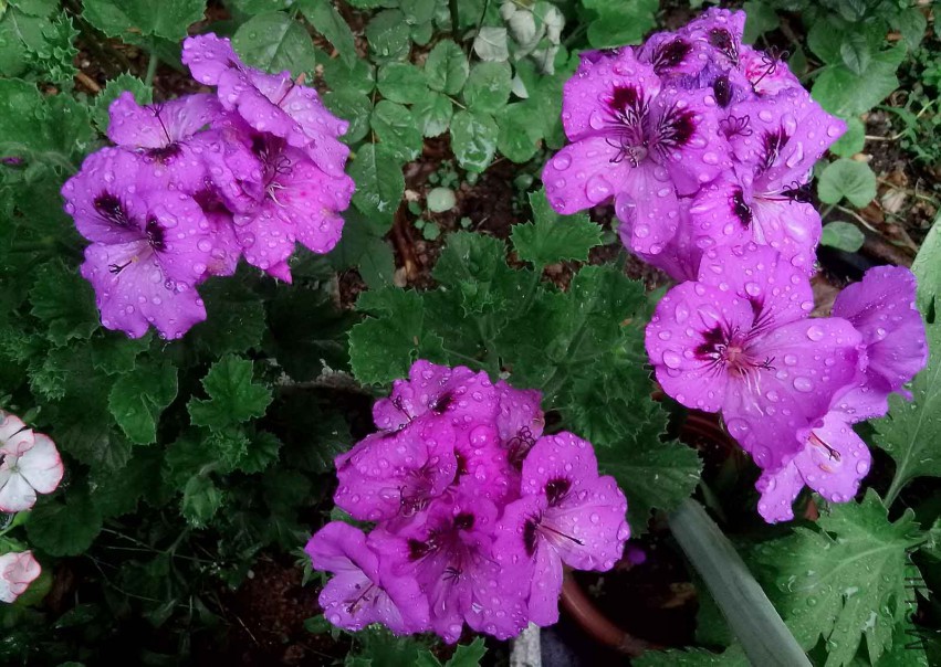 ��Ƭ_20150502_081137.jpg