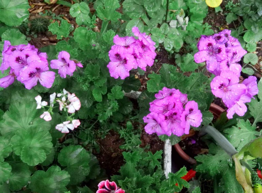 ��Ƭ_20150502_081145.jpg