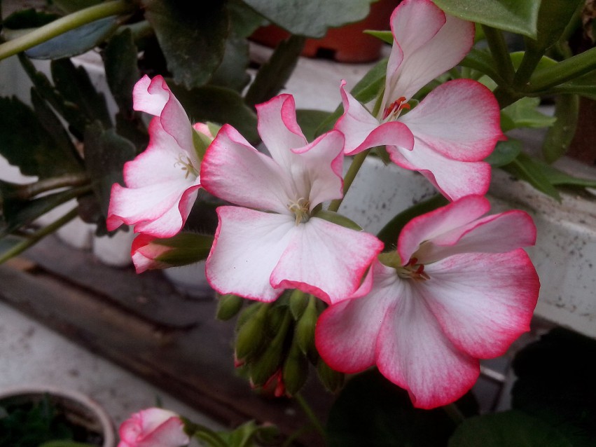 ��Ƭ_20150504_074656.jpg