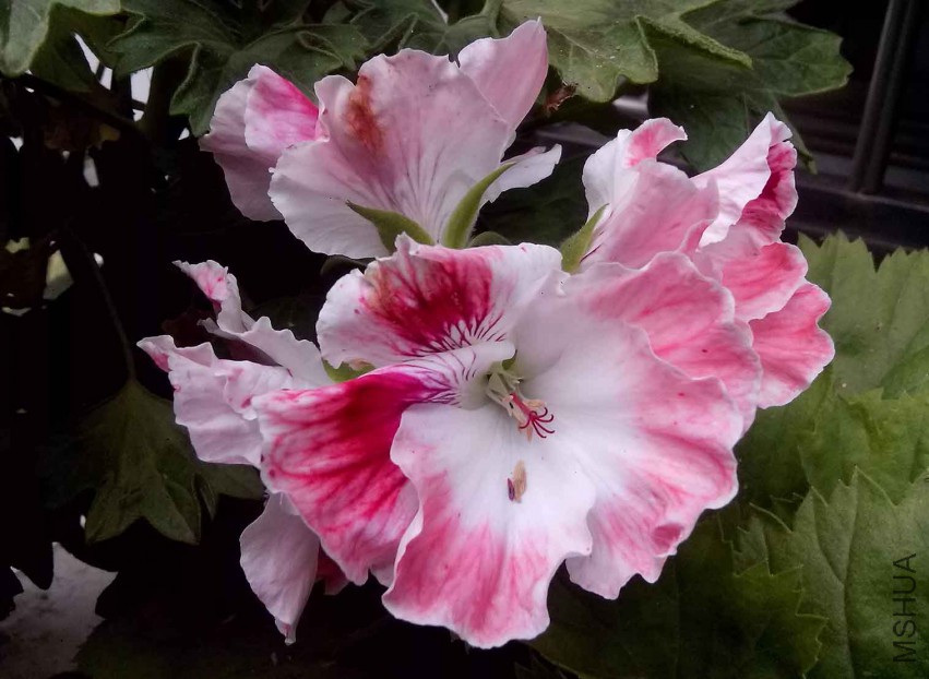 ��Ƭ_20150424_082435.jpg