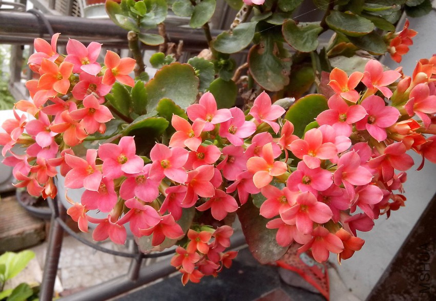 ��Ƭ_20150403_114856.jpg