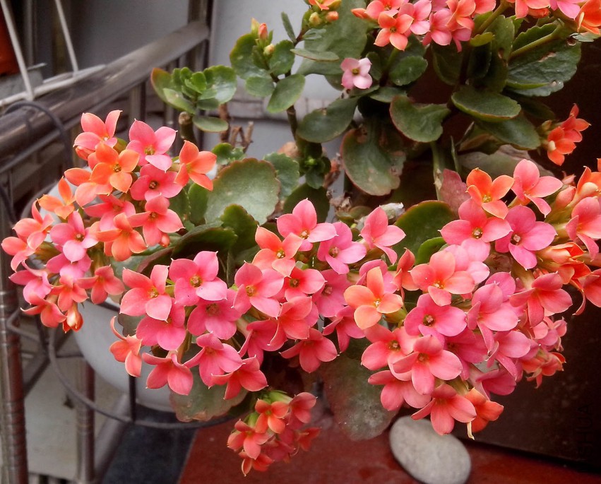 ��Ƭ_20150403_114923.jpg