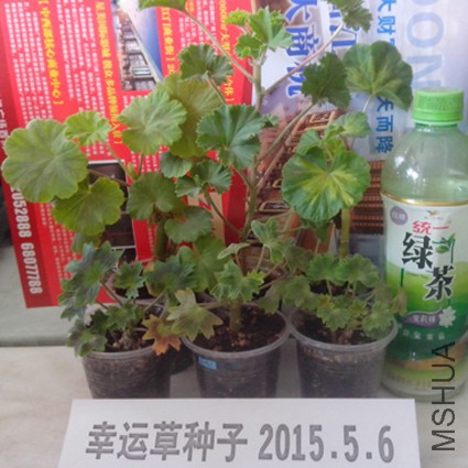 IMG_20150506_094711.jpg