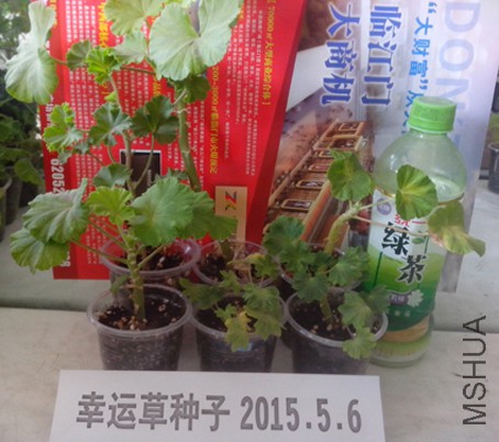 IMG_20150506_094952.jpg