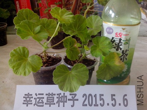 IMG_20150506_095207.jpg