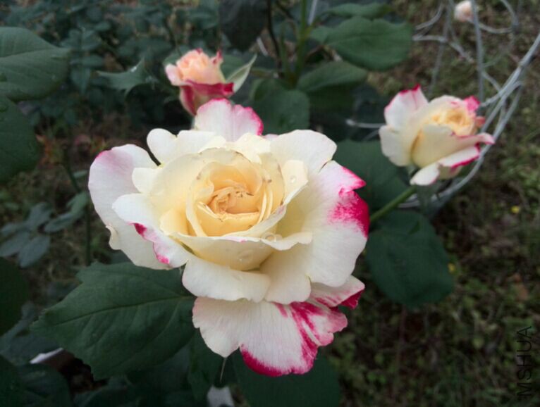QQͼƬ20150506102653.jpg