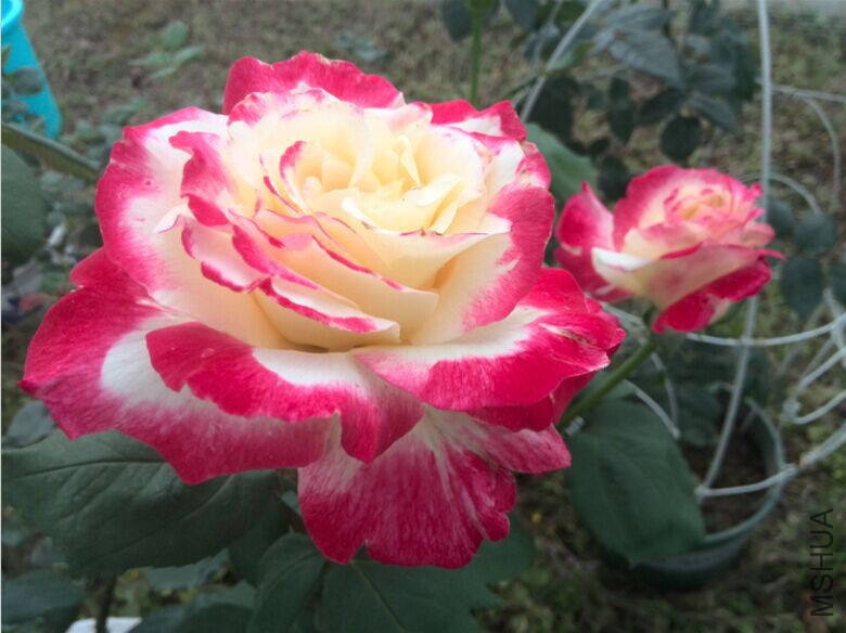 QQͼƬ20150506102711.jpg