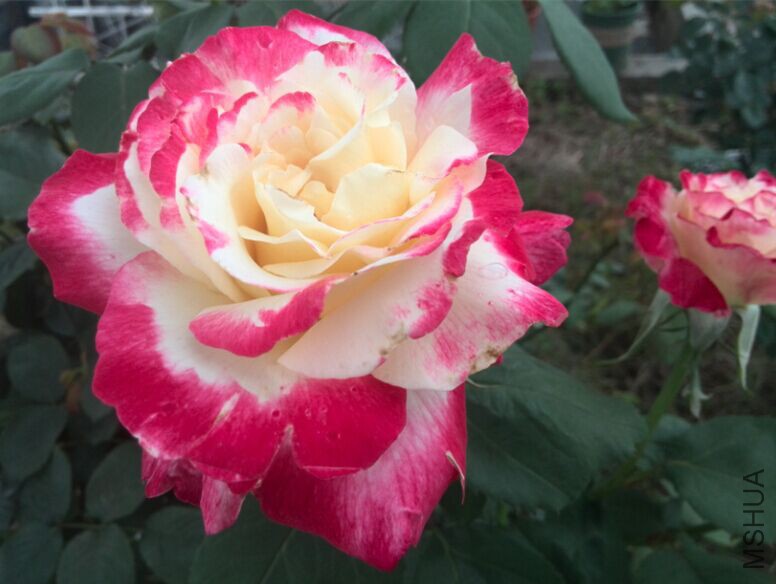 QQͼƬ20150506102724.jpg