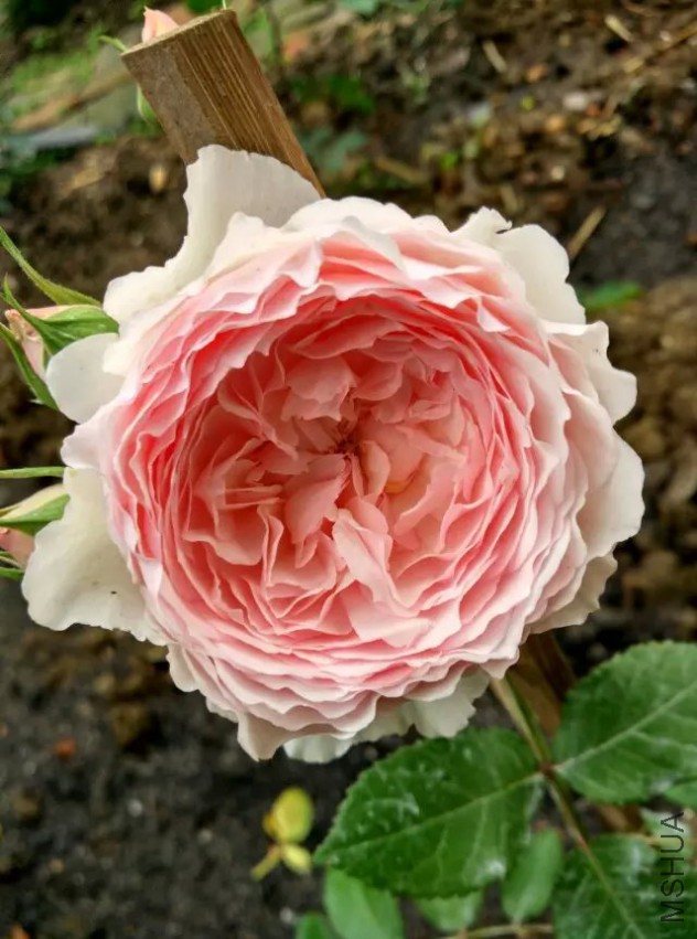 ���D
