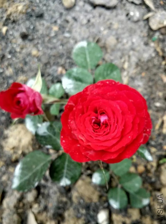 �ɺ�����