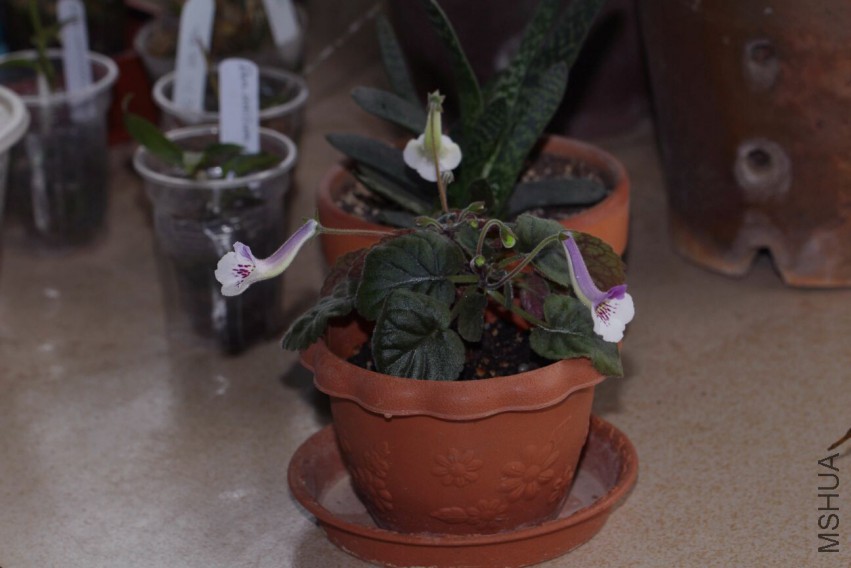 IMG_8328.JPG