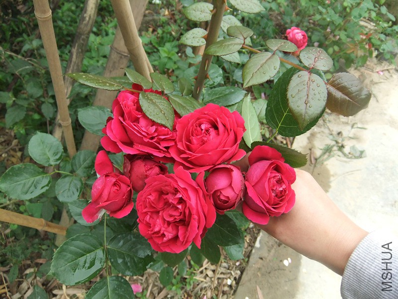 DSCF5312_����.jpg