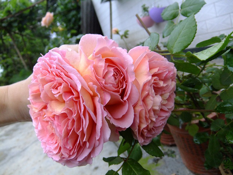 DSCF4718_����.jpg