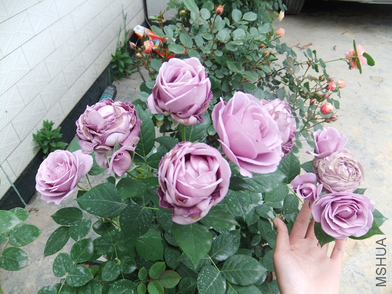 DSCF4696_����.jpg