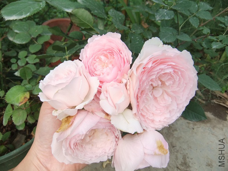 DSCF5044_����.jpg