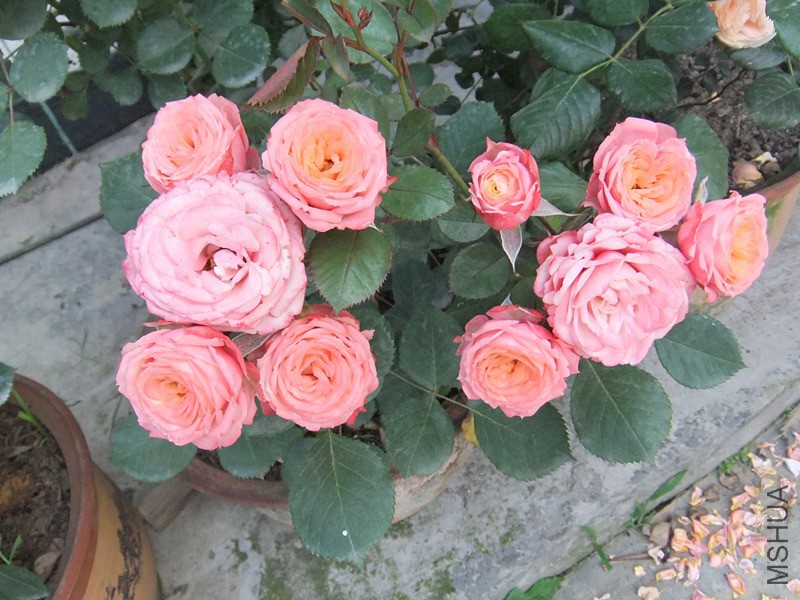 DSCF5074_����.jpg