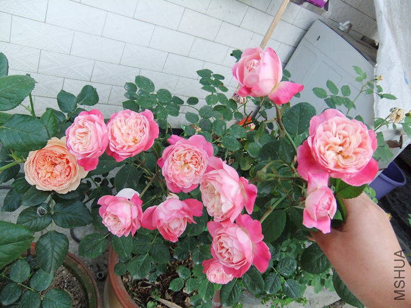 DSCF5089_����.jpg