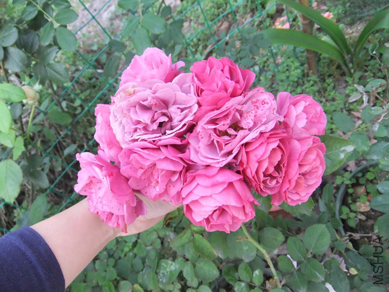 DSCF5001_����.jpg