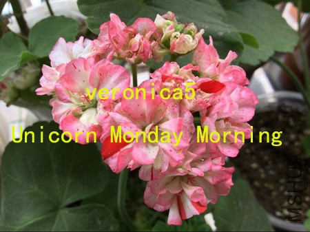 Unicorn Monday Morning.jpg