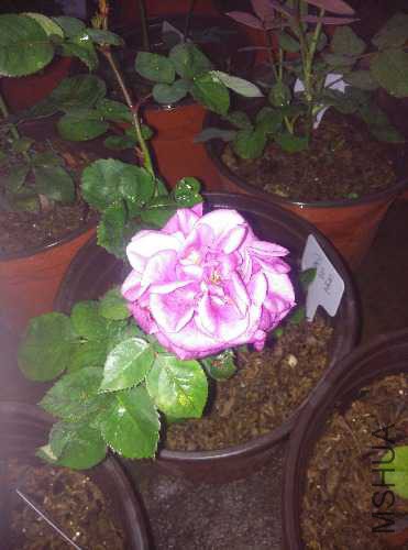 IMG_20150506_190112.jpg