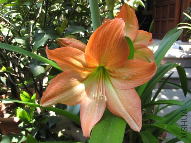 IMG_1043.JPG