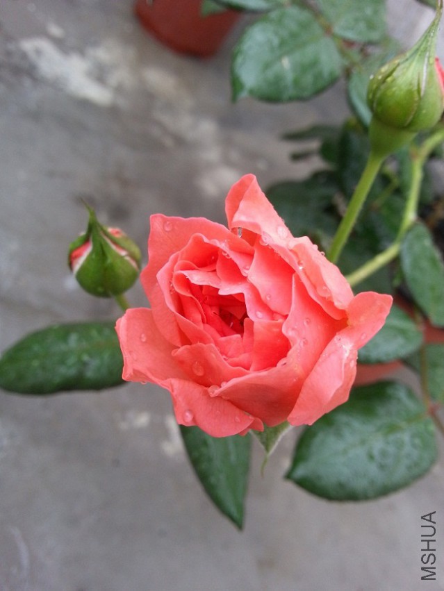 WP_20150505_006 (2).jpg