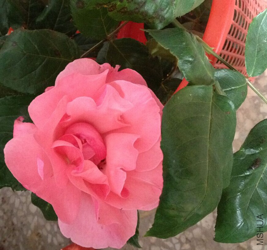 QQͼƬ20150507073114.jpg