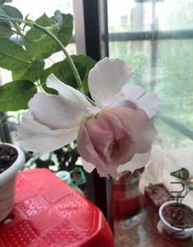 QQ��ͼ20150507091948.png